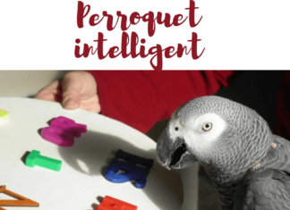 Perroquet intelligent