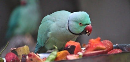 perroquet jetant de la nourriture dans un bol