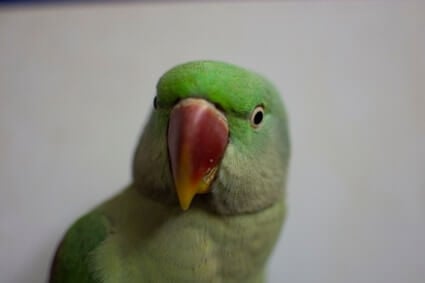 écoulement nasal chez les perroquets