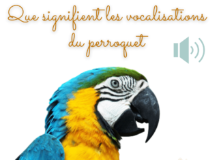 Que signifient les vocalisations du perroquet