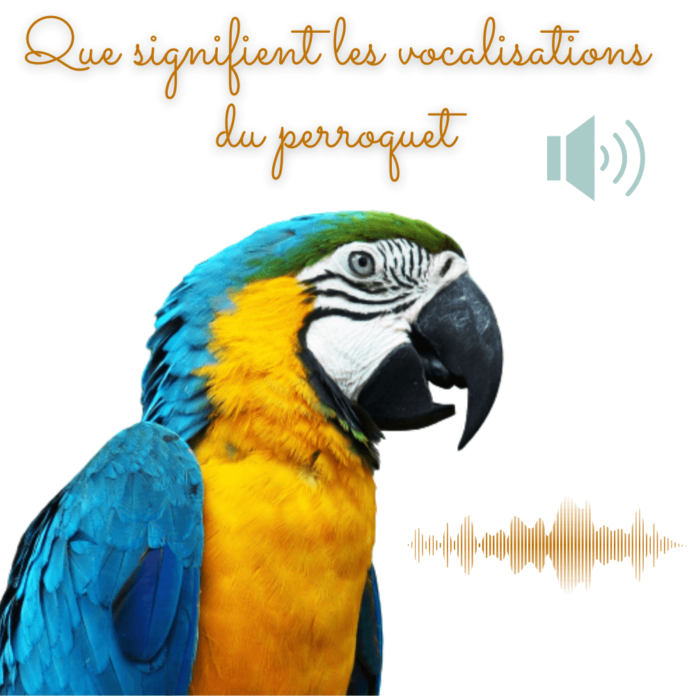 Que signifient les vocalisations du perroquet