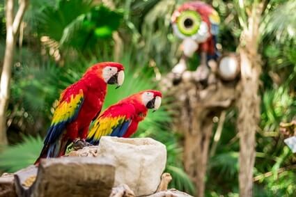 are macaws cuddly?