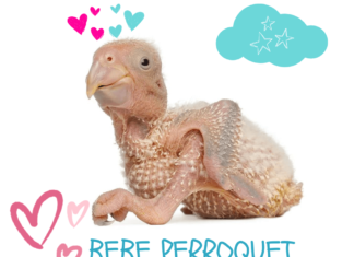 bebe Perroquet