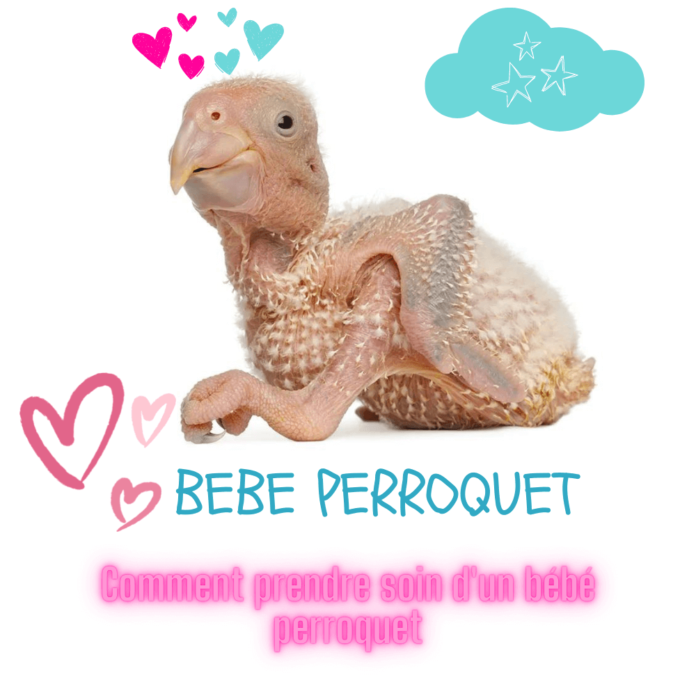 bebe Perroquet
