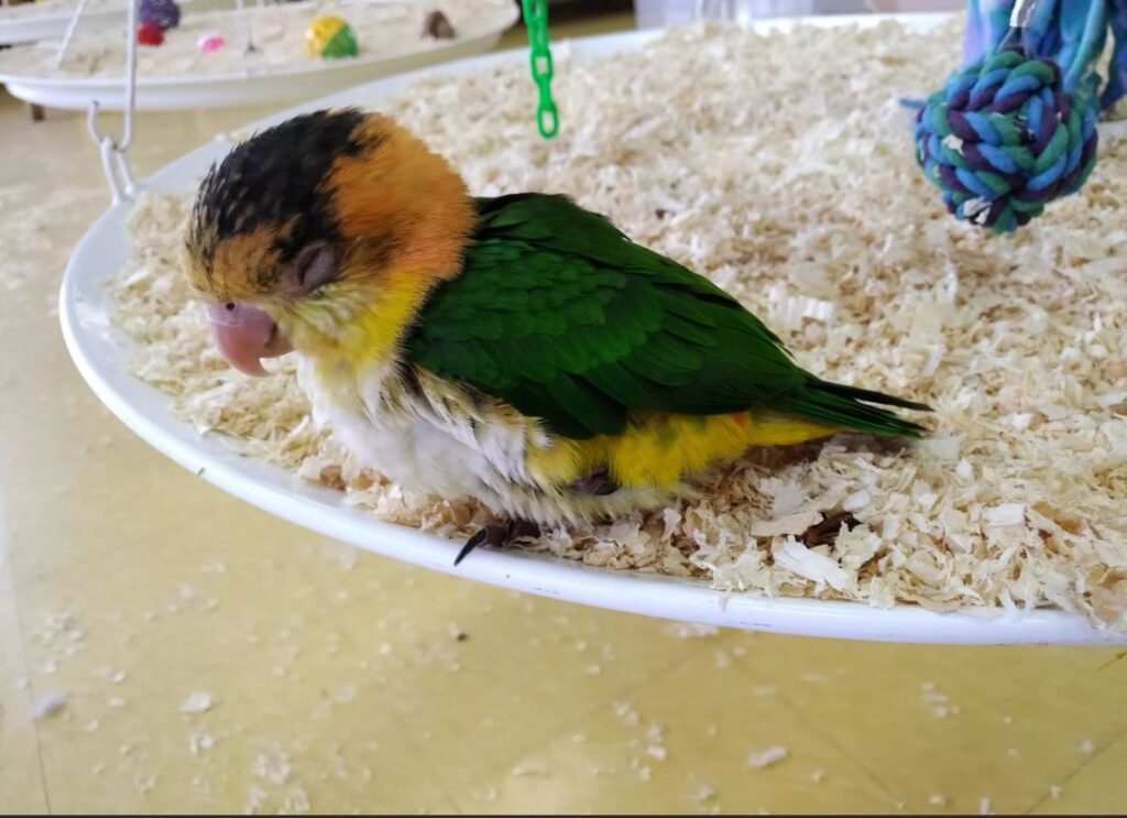 baby caique