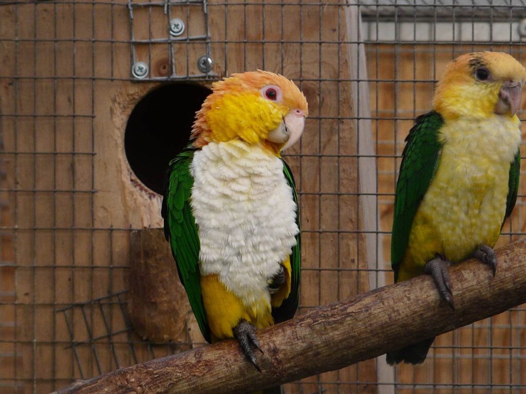 caique a tete orange