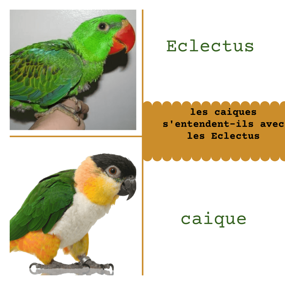 caique vs Eclectus