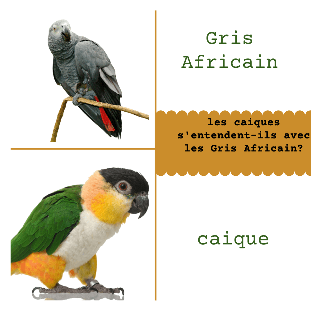 caique vs Gris Africain