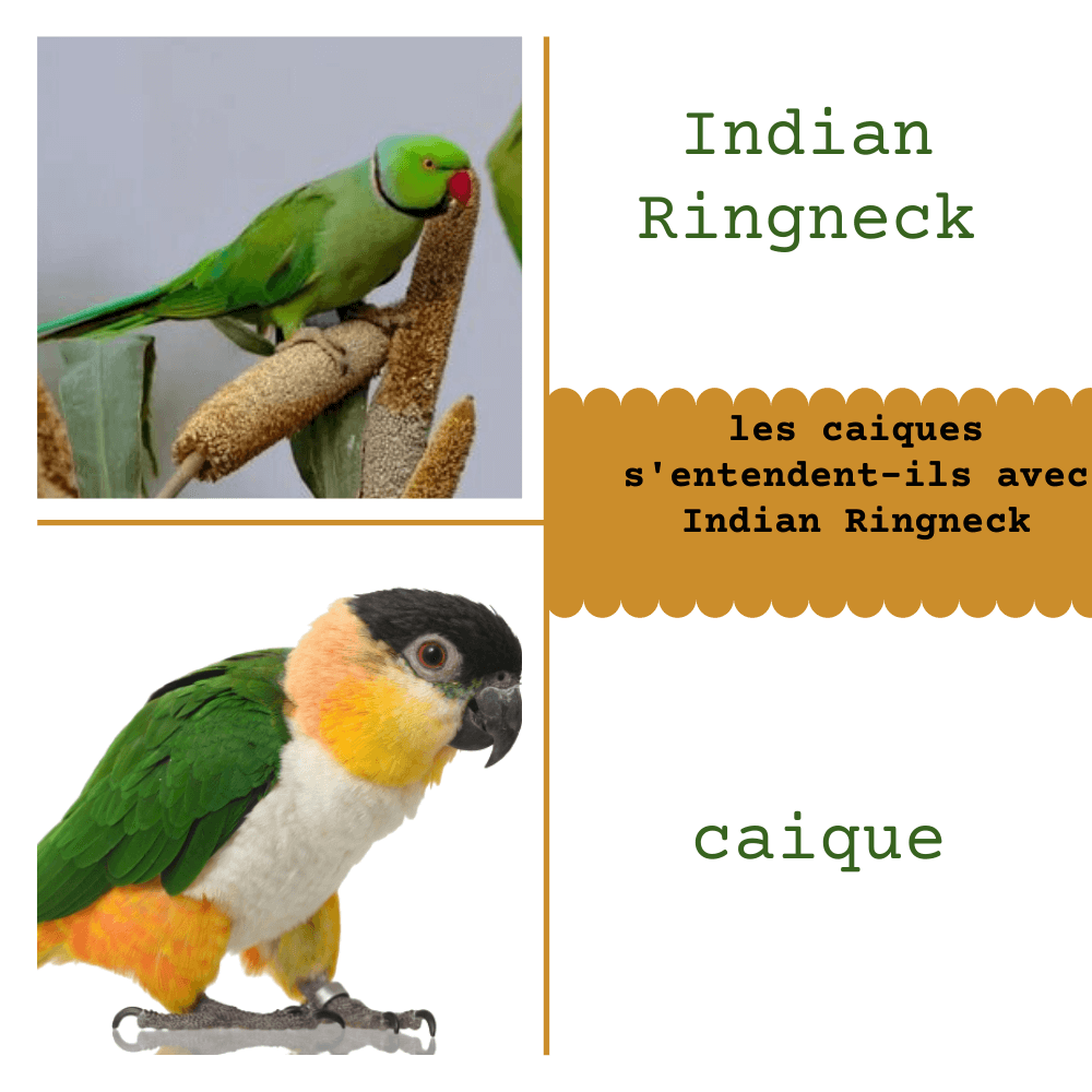 caique vs Indian Ringneck