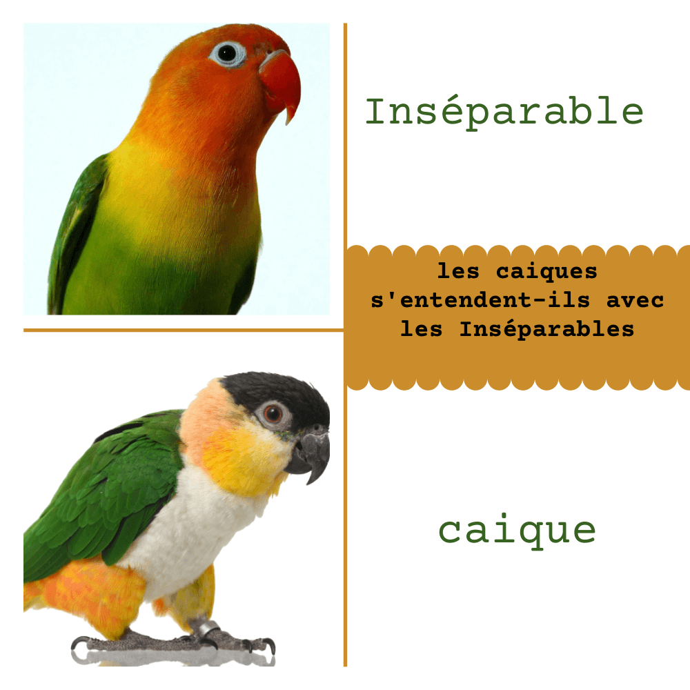 caique vs Inséparable