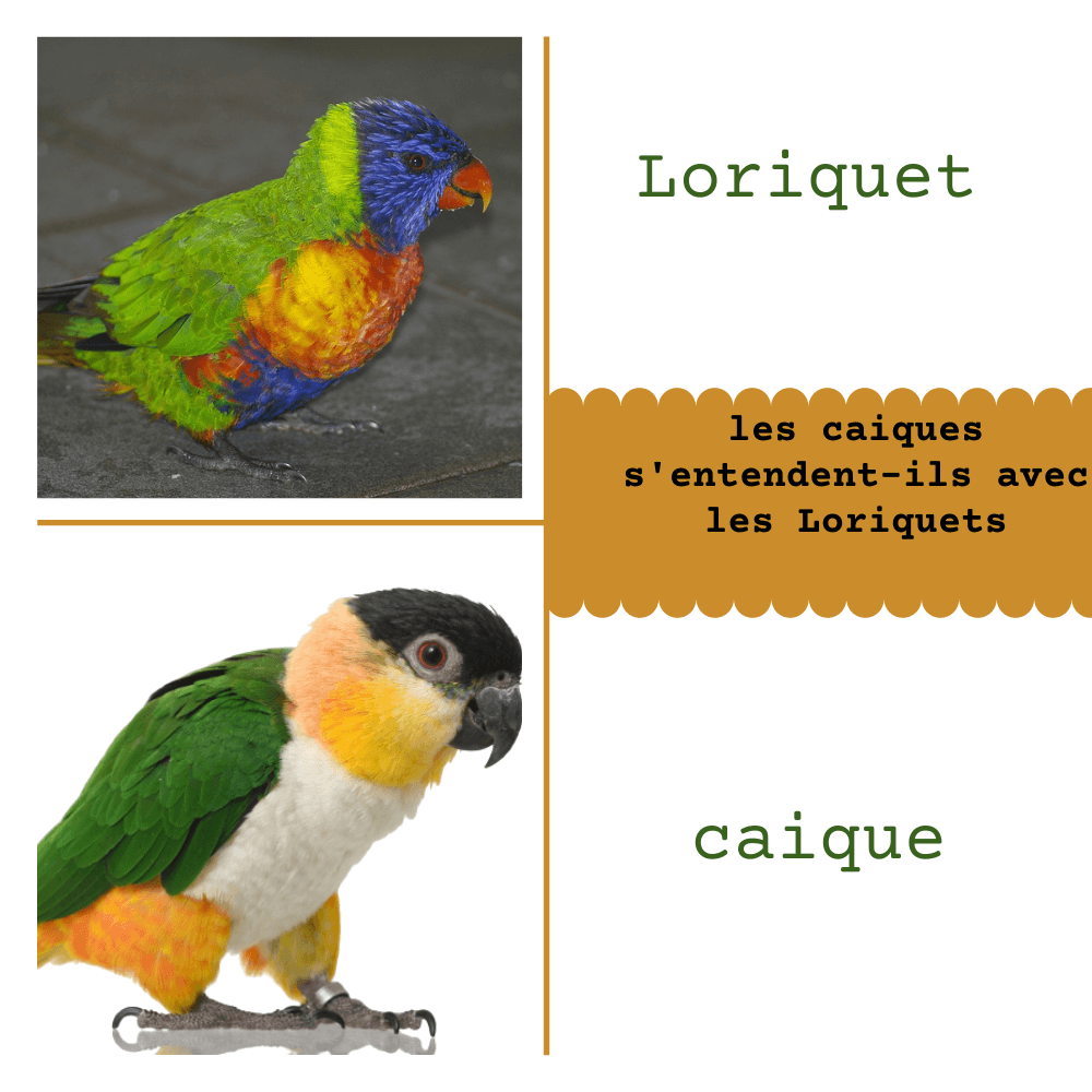 caique vs Loriquet