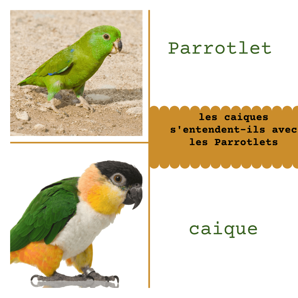 caique vs Parrotlet