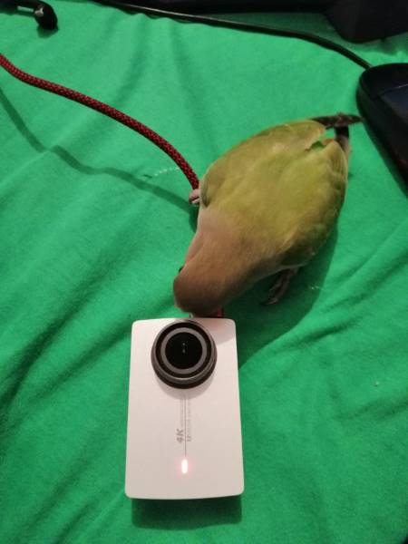 Inséparable Parrot Nipping sur caméra sur caméra