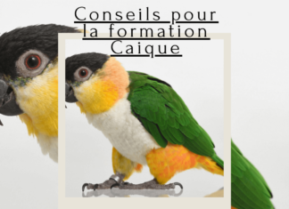 Conseils pour la formation Caique