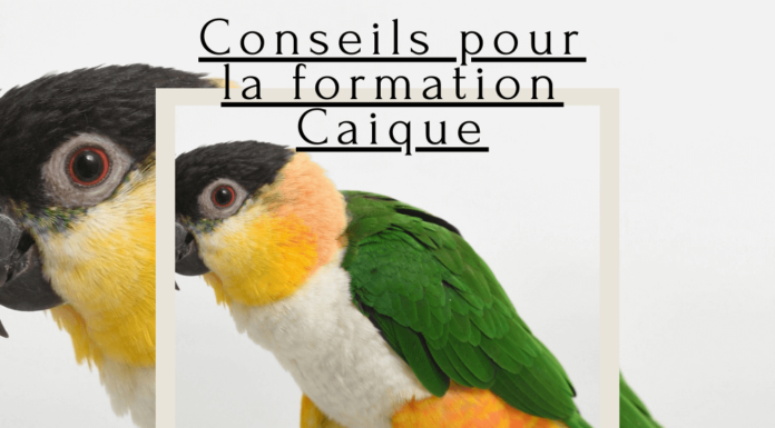 Conseils pour la formation Caique