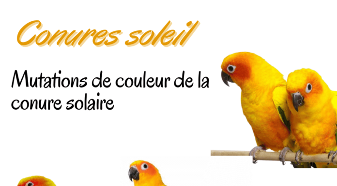 conures soleil