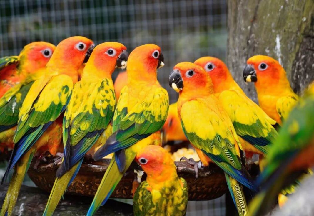 Elevage conure soleil Comment élever des Conure soleil