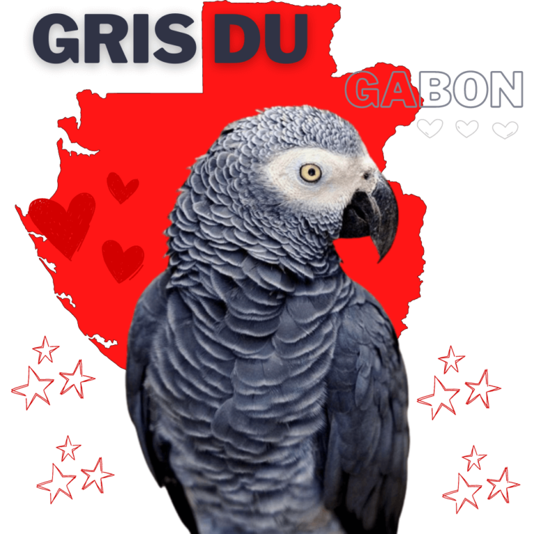 Gris du gabon Comment prendre soin des perroquets gris d