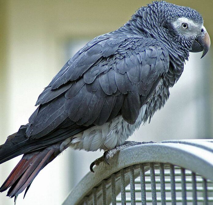 Gris du gabon Comment prendre soin des perroquets gris d