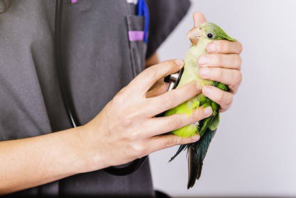 signes de stéatose hépatique chez les perroquets