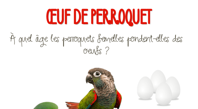 œuf de perroquet