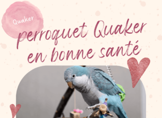 perroquet Quaker en bonne santé