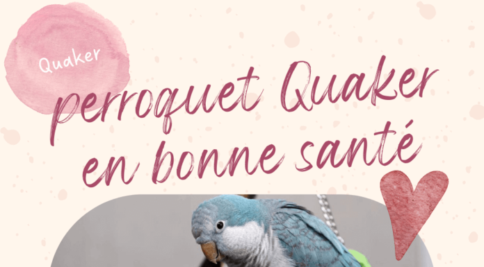 perroquet Quaker en bonne santé