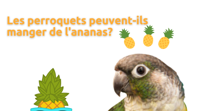 perroquet ananas