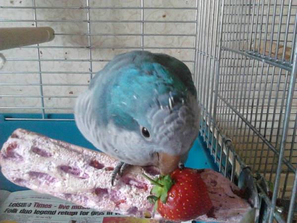 Quaker eating strawberry