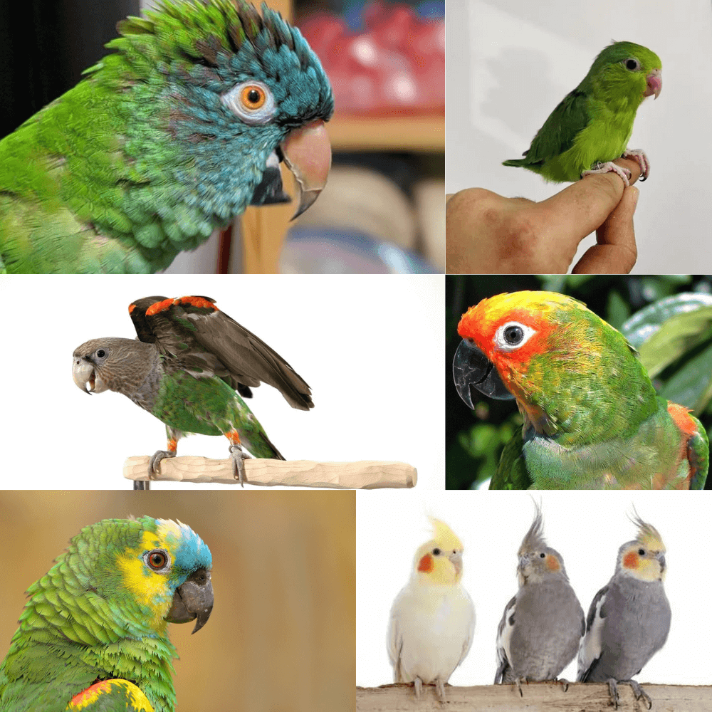 perroquet et perruche