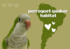 perroquet habitat