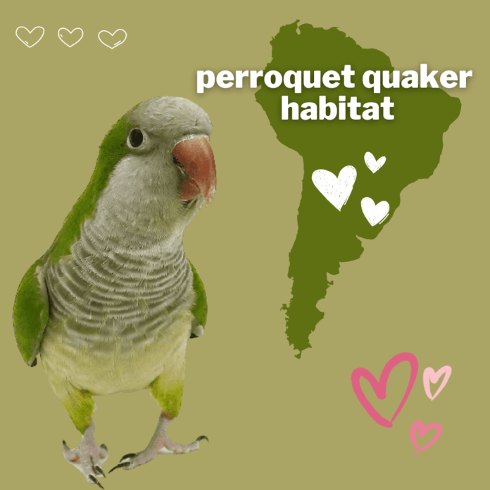 perroquet habitat