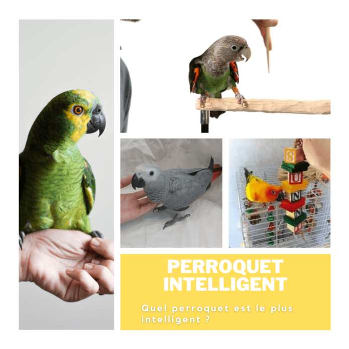perroquet intelligent