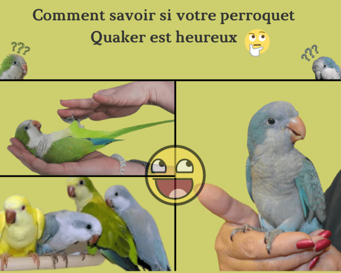 perroquet quaker
