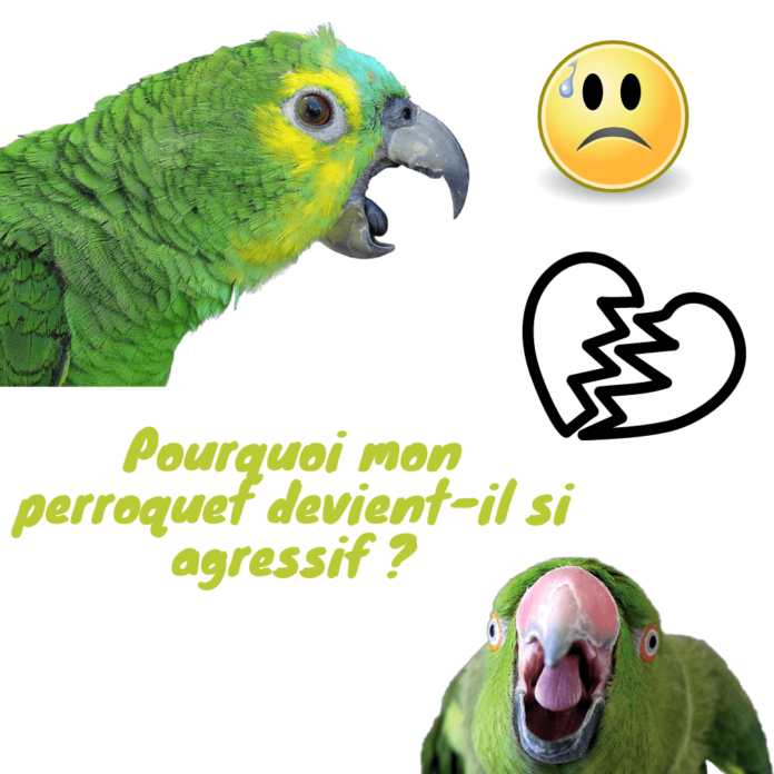perroquet sauvage