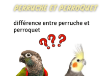 perruche et perroquet