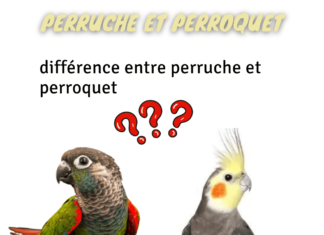 perruche et perroquet