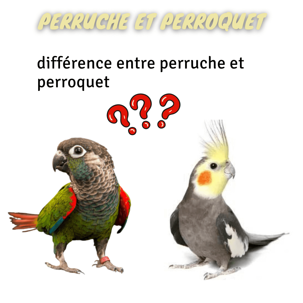 perruche et perroquet différence entre perruche et perroquet