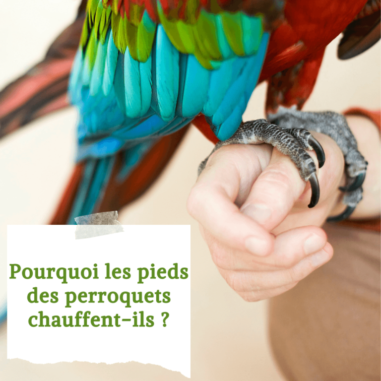 Pied perroquet Pourquoi les pieds des perroquets chauffentils Pied perroquet Pourquoi les pieds des perroquets chauffentils