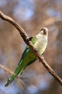 original green quaker parrot color