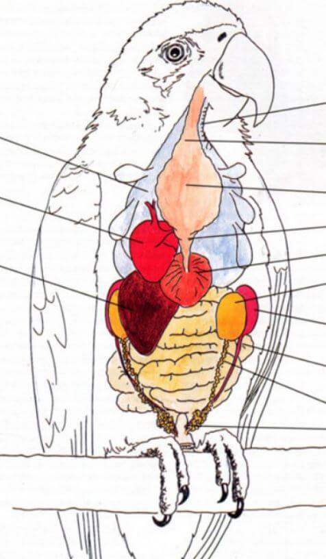 système digestif d'un perroquet
