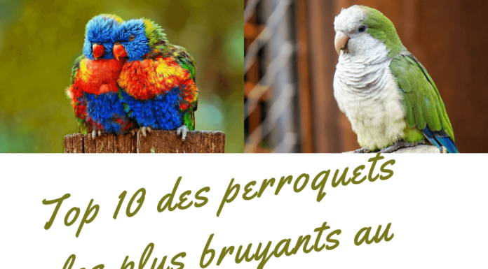 Top 10 des perroquets les plus bruyants au monde