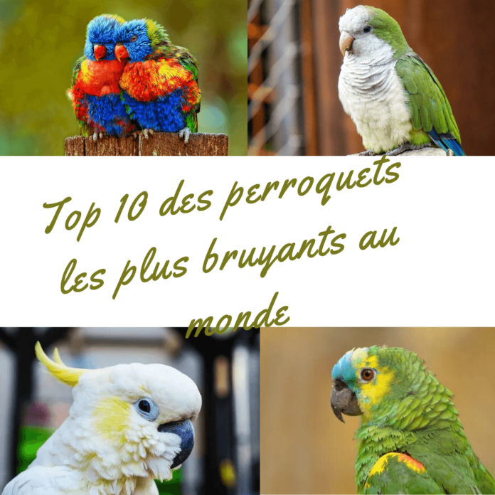 Top 10 des perroquets les plus bruyants au monde