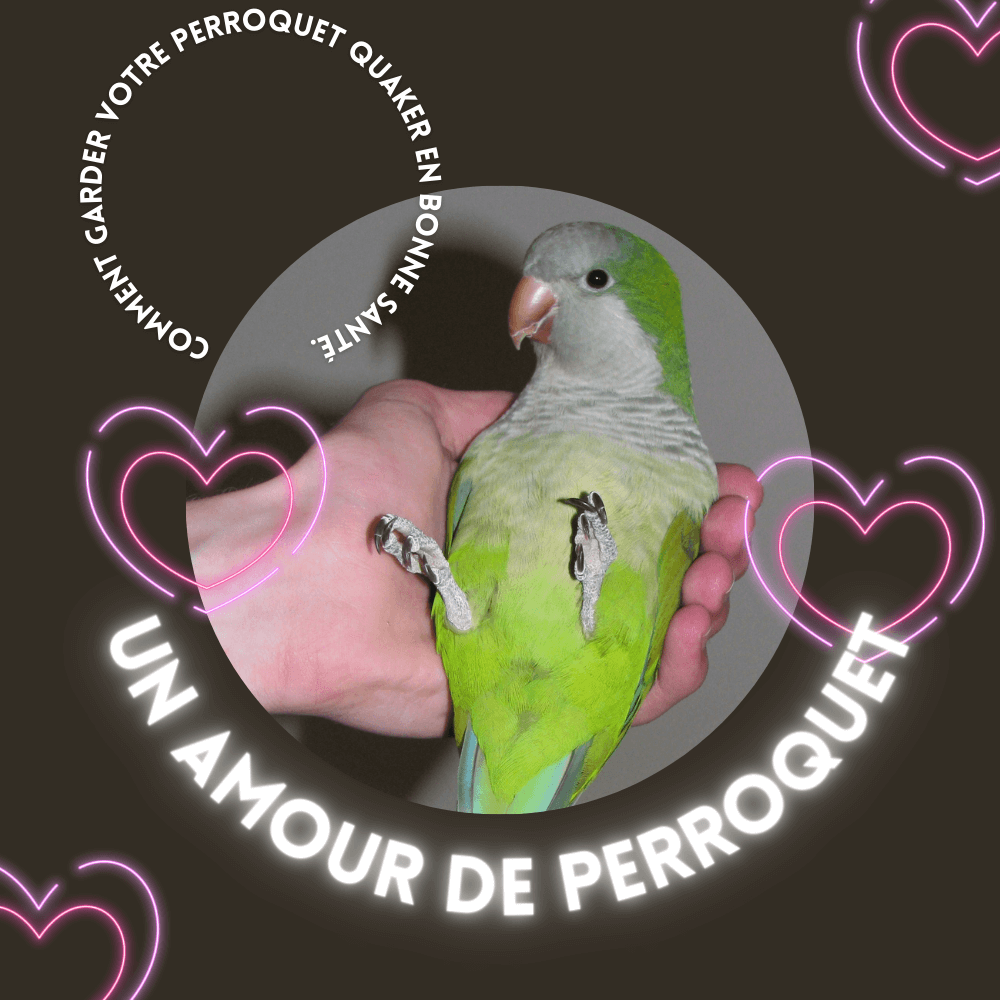 un amour de perroquet