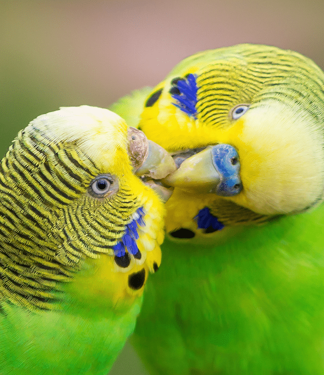 Perruches mâles et femelles jaune-vert s'embrassant/se nourrissant