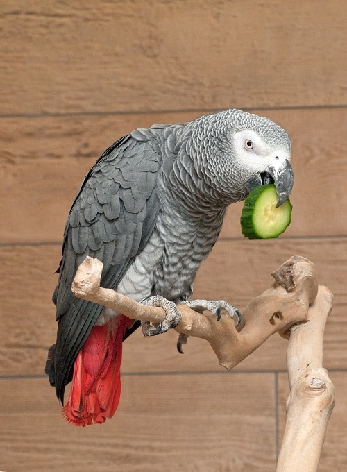 Perroquet gris d'Afrique perché (Psittacus) mangeant une tranche de concombre.