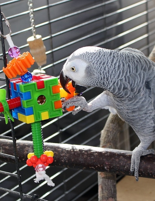 Perroquet gris d'Afrique (Psittacus) perché dans une cage jouant avec un jouet de recherche de nourriture.