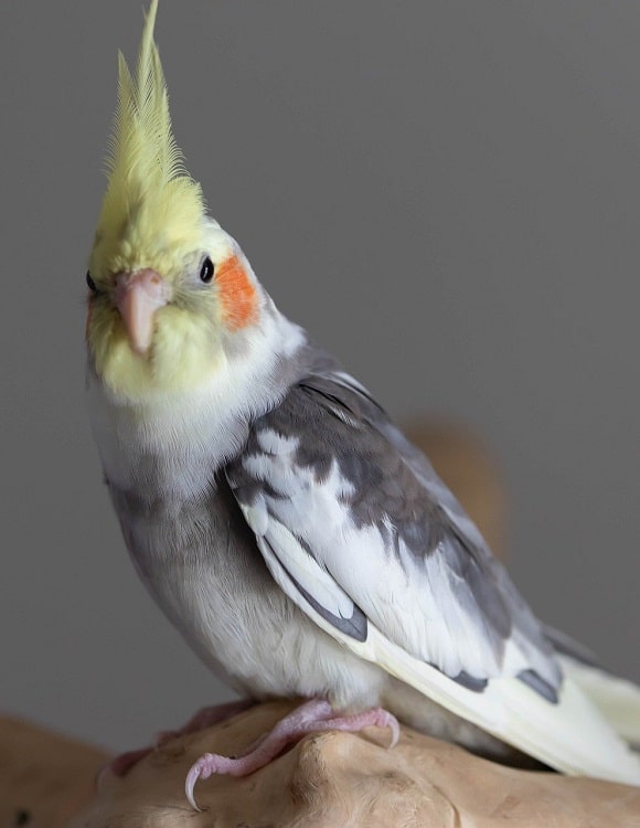 Cockatiel gris clair avec des ailes gris foncé/blanc tacheté perché sur du bois.