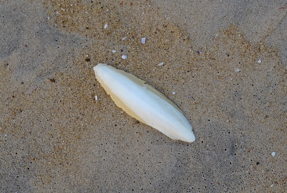 L'os de seiche, la carapace interne d'un poisson-chat, s'est échoué sur la plage.