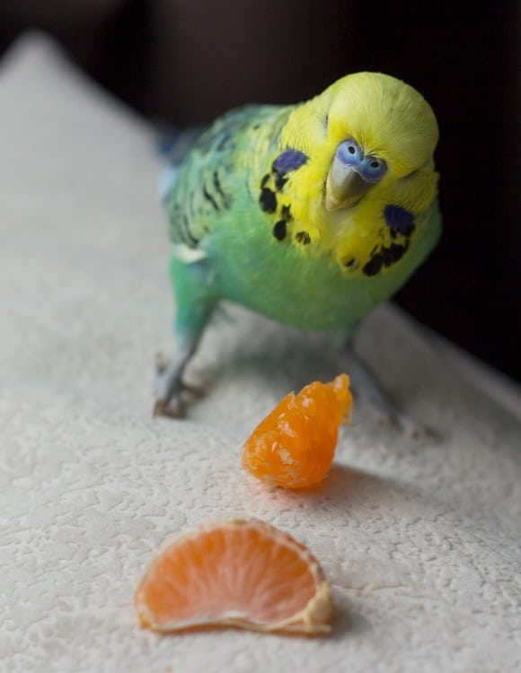 La perruche perruche vérifie les tranches de mandarine.